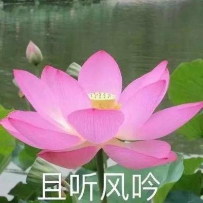 马背之旅特里亚传说手机游戏下载